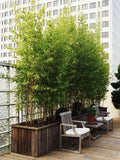 Set de 3 ou 6 arbustes en bambou persistants - Livraison Offerte