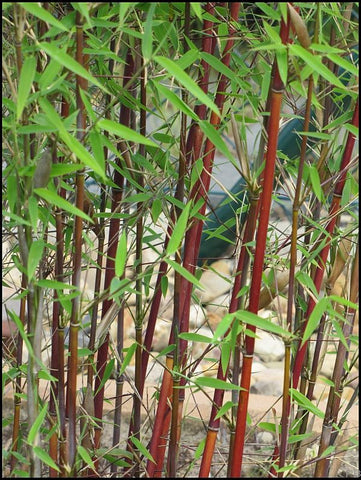 Set de 3 ou 6 arbustes en bambou rouge - Livraison Offerte