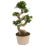 Set de 2 Ficus Ginseng Bonsaï XL 60-80 cm - Livraison Offerte avec pot