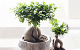 Set de 2 Ficus Ginseng Bonsaï 35-45 cm - Livraison Offerte avec pot