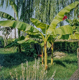 Set de 3 ou 6 bananiers rustiques - Livraison offerte en pot