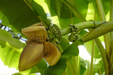 Set de 3 ou 6 bananiers rustiques - Livraison offerte en pot