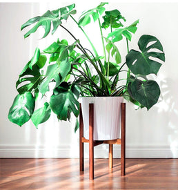 Plante d'intérieur Monstera Deliciosa - Livraison Offerte avec pot