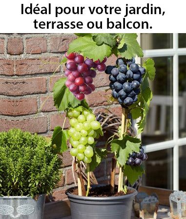 3 pieds de vignes 3 couleurs (rouge, noir, blanc) - Livraison offerte
