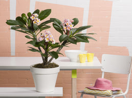 Plumeria Hawaiien - Livraison Offerte avec pot