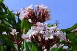 Plumeria Hawaiien - Livraison Offerte avec pot