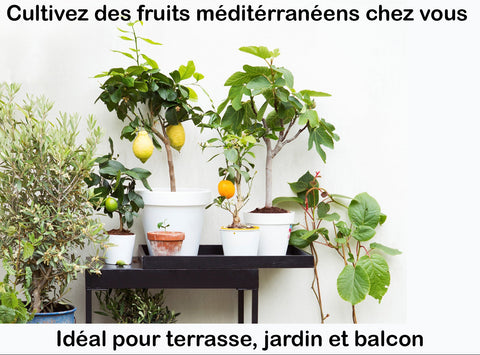 Ensemble de 4 arbres fruitiers méditerranéens (1 Olivier + 1 Oranger + 1 Citronnier + 1 figuier) - Livraison offerte en pot
