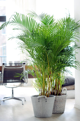 Palmier Areca originaire Madagascar XL - Livraison Offerte avec pot