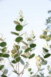 Set de 2 arbustes Eucalyptus Azura - Livraison Offerte avec pot