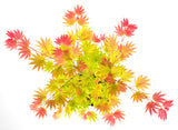 Grand érable japonais à feuilles en dentelle Garnet ou Moonrise - Livraison Offerte avec pot
