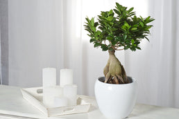 Set de 2 Ficus Ginseng Bonsaï 35-45 cm - Livraison Offerte avec pot