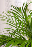 Palmier Areca originaire Madagascar XL - Livraison Offerte avec pot