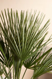 1 ou 2 Palmiers nains européens XL - Chamaerops humilis - Livraison Offerte
