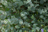 Set de 2 arbustes Eucalyptus Azura - Livraison Offerte avec pot