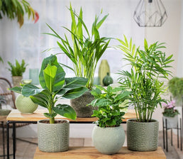 Ensemble de 4 plantes Trendy d'intérieur  - Livraison Offerte avec pot