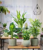 Ensemble de 4 plantes Trendy d'intérieur  - Livraison Offerte avec pot