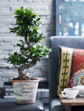 Set de 2 Ficus Ginseng Bonsaï XL 60-80 cm - Livraison Offerte avec pot