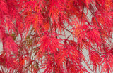 Grand érable japonais à feuilles en dentelle Garnet ou Moonrise - Livraison Offerte avec pot