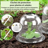 Cloches de protection pour plantes et salades - Livraison offerte