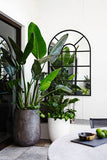 Plante verte d'intérieur Bird of Paradise - Livraison Offerte avec pot