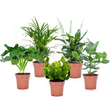Set de 5 plantes purificatrices d'air  - Livraison Offerte avec pot