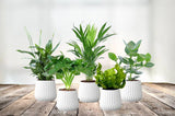 Set de 5 plantes purificatrices d'air  - Livraison Offerte avec pot