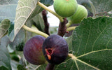 Ensemble de 4 arbres fruitiers méditerranéens (1 Olivier + 1 Oranger + 1 Citronnier + 1 figuier) - Livraison offerte en pot