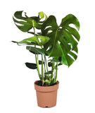 Plante d'intérieur Monstera Deliciosa - Livraison Offerte avec pot