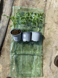 Lot 3 plants aromatiques Menthe-Ciboulette-Persil - livrés en pot - Livraison offerte