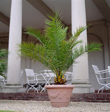 Set de 2 Palmiers XL 100-120cm originaire des Canaris- Livraison Offerte