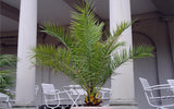 Set de 2 Palmiers XL 100-120cm originaire des Canaris- Livraison Offerte