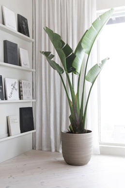 Plante verte d'intérieur Bird of Paradise - Livraison Offerte avec pot