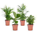 Ensemble de 4 plantes Trendy d'intérieur  - Livraison Offerte avec pot