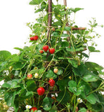 Sets de mini fraisier grimpant révolutionnaire à hauteur d'homme - Livraison offerte