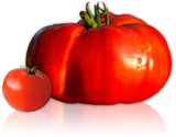 Set de 5 tomates géantes au goût d'antan - Livraison offerte