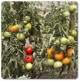 Set de 5 tomates géantes au goût d'antan - Livraison offerte